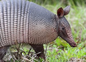 Armadillo standing on a grass field