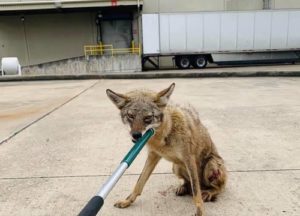 Coyote biting a rod