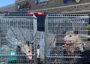two opossums in separate cages