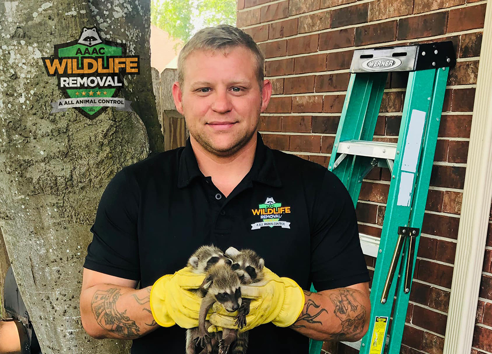 Owner holding young raccoons