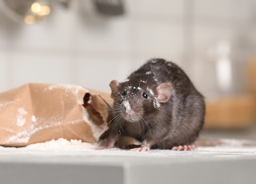 TX Gulf Coast Rat Control | Rat Exterminator and Cleanup Services