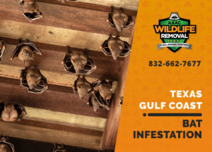 bat infestation texas gulf coast