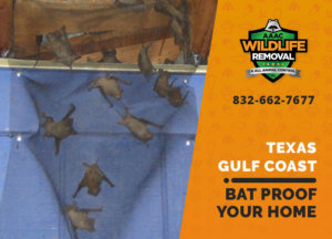 bat proofing my texas gulf coast home