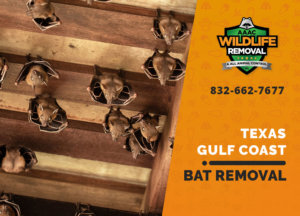 bat exclusion in texas gulf coast