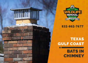 bat in chimney texas gulf coast