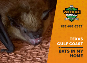 bats in my texas gulf coast home