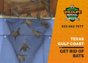 get rid of bats texas gulf coast