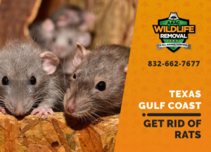 get rid of rats texas gulf coast