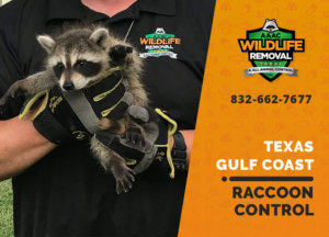 raccoon control texas gulf coast