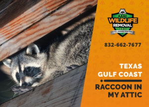 raccoon stuck in attic texas gulf coast