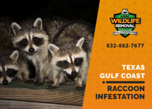 infested by raccoons texas gulf coast