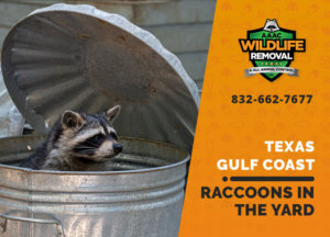 raccoons in my yard texas gulf coast