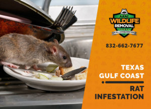 rat infestation signs texas gulf coast