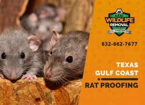 rat proofing in texas gulf coast