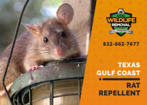 rat repellent useful texas gulf coast