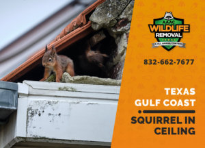 squirrel stuck in ceiling texas gulf coast