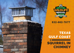 squirrel stuck in chimney texas gulf coast