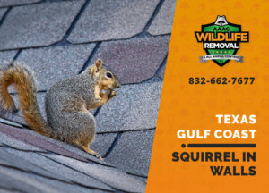 squirrel in the wall texas gulf coast