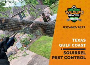squirrel pest control in texas gulf coast