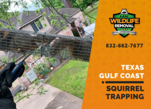 squirrel trapping program texas gulf coast
