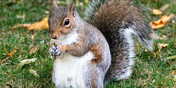 fattest squirrel ever