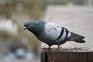 image of a pigeon on a ledge