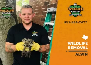 Alvin Wildlife Removal professional removing pest animal