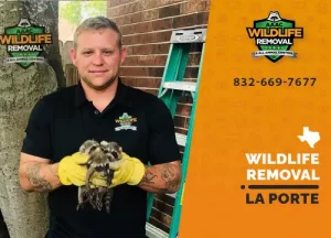 La Porte Wildlife Removal professional removing pest animal
