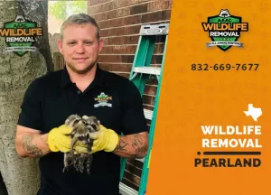 Pearland Wildlife Removal professional removing pest animal