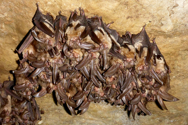 image of a bat colony