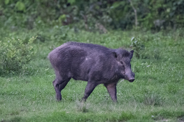 image of a feral hog