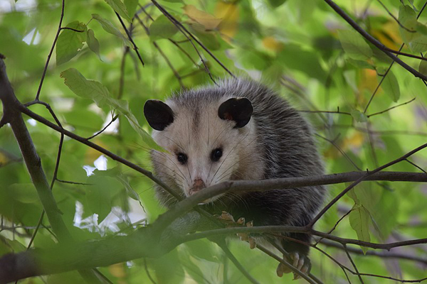 image of an opossum on a tree branch