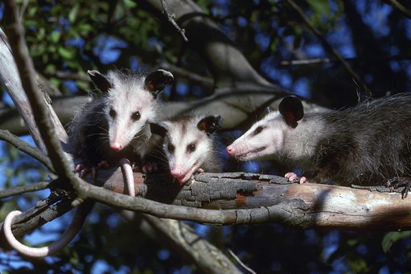 image of opossums