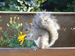 squirrel eating a sunflower